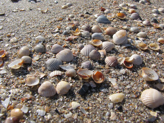 wet shiny shells on the shore