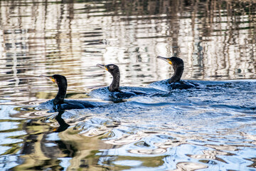 Three cormorants (Phalacrocorax carbo, black shag, great black cormorant) swim and fish in the lake at dawn. 