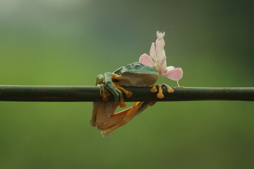 a frog, a mantis orchis, a cute frog and an orchid mantis on its head