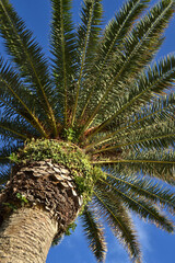 Palm leaves on a blue sky background on a sunny day, a southern city, vacation in warm lands, vacations. The photo is vertical
