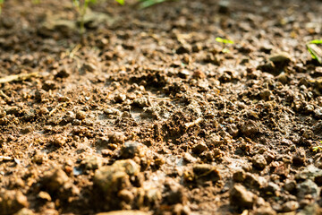 close up of soil texture for farming concept