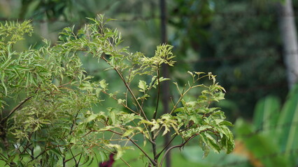 Polyscias fruticosa (Ming aralia, dwarf tree, Daun berlangkas, kuku garuda, pokok teh). In Asian countries, the leaves of the Polyscias fruticosa are used as a tonic, anti-inflammatory, 