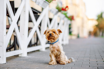 A Yorkshire Terrier dog in a harness sits next to a table in a cafe. Yorkshire Terrier is one of the popular indoor and decorative dog breeds in the world. York is an excellent companion in city.