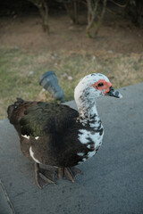 duck in the park