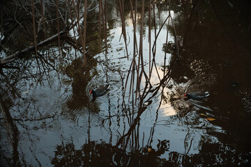 bird in the water