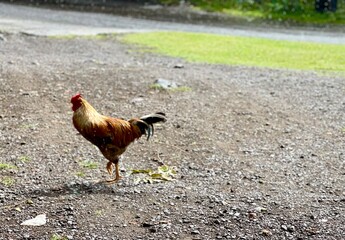 Red Rooster on Gravel Road
