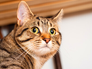 Close up portrait of a brown cat hiding in a technical area of a house with shelfs and pipes in the background. Looking for privacy and relax concept. Angry look in the eyes theme.