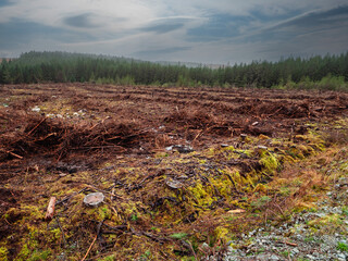 Scene with area of cut down forest with tree stumps. Ecology and care of mother Earth concept. Sourcing products for timber production and fire wood.