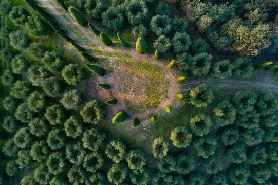 Aerial View of Olive Trees