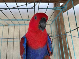 Action of a red parrot with a black beak in a cage © adhom