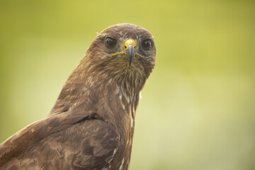 Common eagle look
