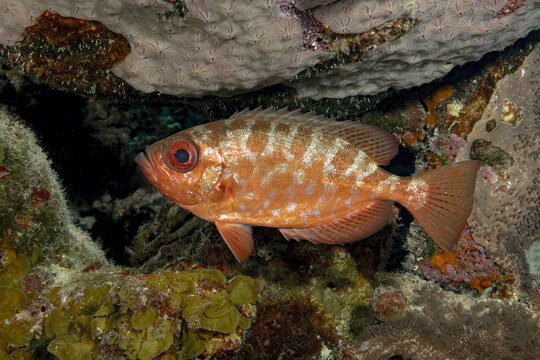 Glasseye snapper bigeye in the Caribbean sea with fins spread in a coral cave