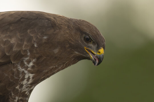closeup of common eagle staring at its prey