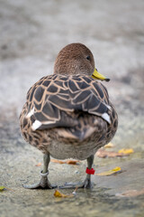 Female duck on the shore.