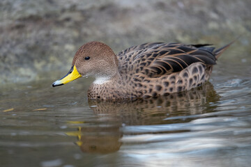 A female duck swims on the surface.