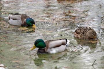 Male and female ducks swim on the surface.