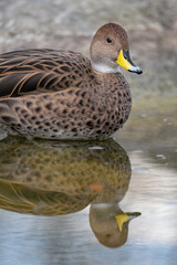 A female duck swims on the surface.