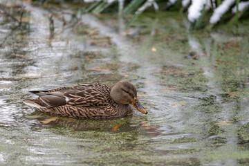 A female duck swims on the surface.