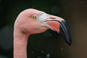 Head of a young pink flamingo.
