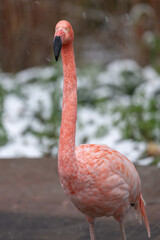 Head of a young pink flamingo.