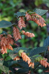 Flemingia strobilifera (luck plant, wild hops, Hedysarum bracteatum). In Indian subcontinent it is...