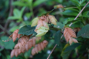 Flemingia strobilifera (luck plant, wild hops, Hedysarum bracteatum). In Indian subcontinent it is...