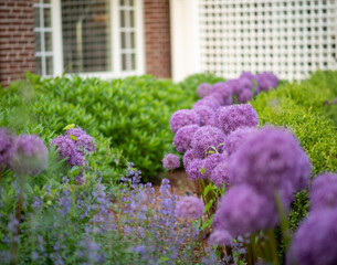 allium, purple, cape cod