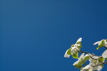 Blue background with white dogwood flower in spring
