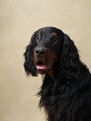A Gordon Setter dog gazes alertly, tongue peeking out in a warm beige backdrop