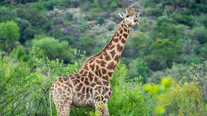 Elegant jiraffe standing while observing us, Pilanesberg National Park, South Africa
