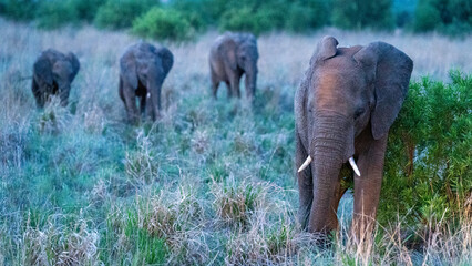 Encounter with a herd of elephants after dusk, Pilanesberg National Park, South Africa
