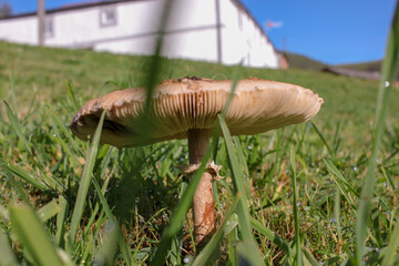 a big mushroom in the mountains