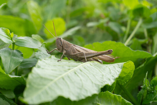 Saltamontes cafe sobre una hoja