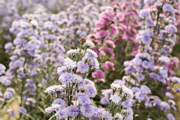 Purple Flowers  blooming in garden. Spring summer fresh artistic of beauty morning nature.