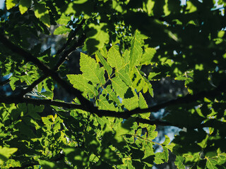 green leaves background