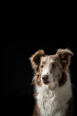BORDER COLLIE DOG