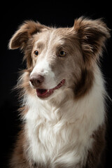 BORDER COLLIE DOG