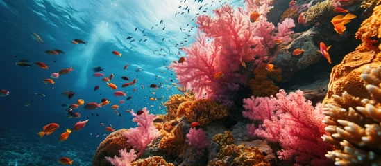 Tischdecke Pink and orange corals and school of swimming tropical fish Snorkeling on the colorful coral reef underwater photography Vivid healthy marine wildlife Ocean ecosystem. with copy space image © vxnaghiyev