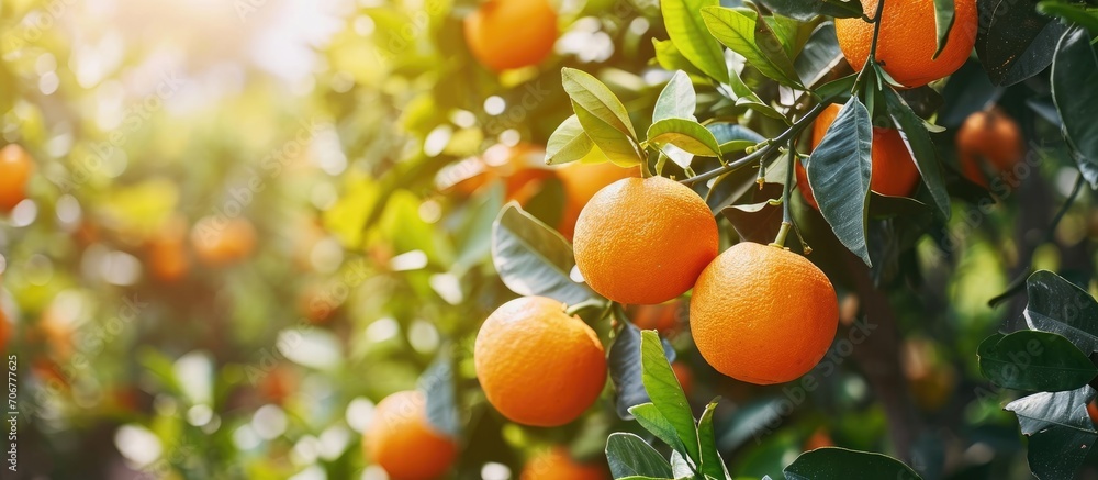 Poster ripe oranges hanging on branch at tangerine garden. with copy space image. place for adding text or 