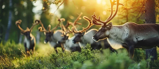 Foto auf Alu-Dibond Reindeers in the forest near civilisation Wildlife not afraid of people walking around the village during early summer Reindeers in process of changing their winter fur to summer one Close up © vxnaghiyev