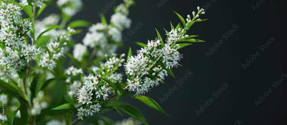 Aufkleber the gooseneck loosestrife lysimachia clethroides flowering with tiny flowers grouped in terminal spi