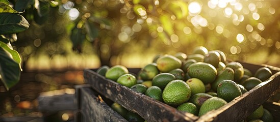 Plastic crates with sweet organic avocado at farm orchard during harvesting. with copy space image....