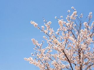 桜　ソメイヨシノ