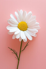 White daisy flower soft elegant vertical background, card template