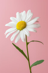 White daisy flower soft elegant vertical background, card template