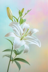 Fototapeta na wymiar White lily flower soft elegant vertical background, card template