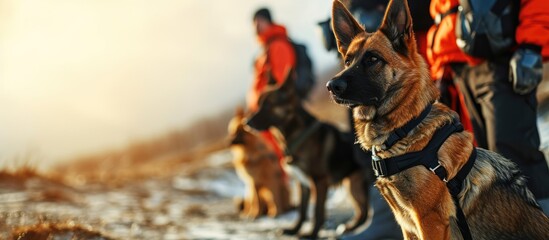 Search and rescue canine team ready for action. with copy space image. Place for adding text or...