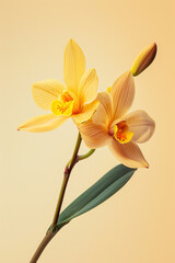 Yellow Orchid flower soft elegant vertical background, card template