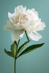 White peony flower soft elegant vertical background, card template