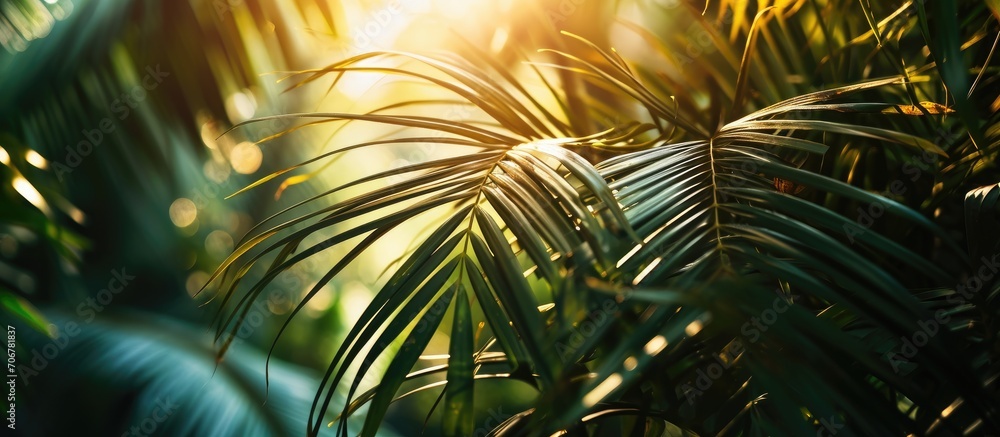 Poster the results on palm leaves before processing into vegetable oil and biodiesel pure energy. with copy